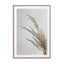 Soft Natural Pampas Grass Wall Art - Drawdeck