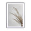 Soft Natural Pampas Grass - Drawdeck