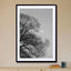Full Moon Loves Winter Tree  Black & White Edition - Drawdeck