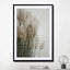 Pampas Grass Cloudy Heaven - Drawdeck