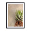 Succulent Study 1 Wall Art - Drawdeck