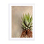 Succulent Study 1 Wall Art - Drawdeck