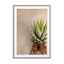 Succulent Study 1 Wall Art - Drawdeck