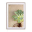 Succulent Study 5 Wall Art - Drawdeck