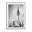 Aloe Grunge Wall Art - Drawdeck