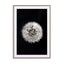 Black and White Dendelion Wall Art - Drawdeck