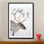 Reindeer With Antlers In Norway - Drawdeck