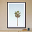 California Palm Tree - Drawdeck