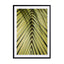 Palm Leaf In The Sun Wall Art - Drawdeck