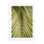 Palm Leaf In The Sun Wall Art - Drawdeck