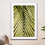 Palm Leaf In The Sun - Drawdeck