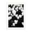 white tulip spring heaven Wall Art - Drawdeck