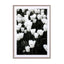 white tulip spring heaven Wall Art - Drawdeck