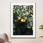 Oranges - Drawdeck