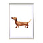 Sausage Dog - Drawdeck