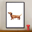 Sausage Dog - Drawdeck