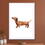Sausage Dog - Drawdeck