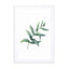 Watercolor Eucalyptus I Wall Art - Drawdeck