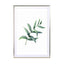 Watercolor Eucalyptus I - Drawdeck