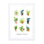 House plants Wall Art - Drawdeck