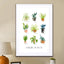 House plants - Drawdeck