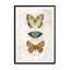 Butterflies1 Wall Art - Drawdeck