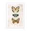 Butterflies1 Wall Art - Drawdeck