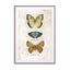 Butterflies1 Wall Art - Drawdeck