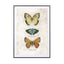 Butterflies1 - Drawdeck
