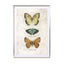 Butterflies1 - Drawdeck
