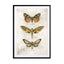 Butterflies2 Wall Art - Drawdeck
