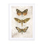 Butterflies2 Wall Art - Drawdeck