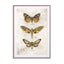 Butterflies2 Wall Art - Drawdeck
