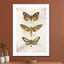 Butterflies2 - Drawdeck