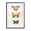 Butterflies5 Wall Art - Drawdeck