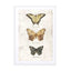 Butterflies5 Wall Art - Drawdeck