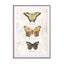 Butterflies5 Wall Art - Drawdeck