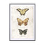 Butterflies5 - Drawdeck