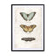 Butterflies6 Wall Art - Drawdeck