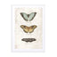 Butterflies6 Wall Art - Drawdeck