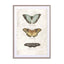 Butterflies6 Wall Art - Drawdeck