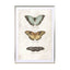 Butterflies6 - Drawdeck