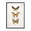 Butterflies7 Wall Art - Drawdeck