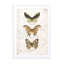 Butterflies7 Wall Art - Drawdeck