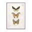 Butterflies7 Wall Art - Drawdeck