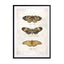 Butterflies8 Wall Art - Drawdeck