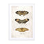 Butterflies8 Wall Art - Drawdeck