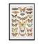 Butterflies9 Wall Art - Drawdeck