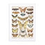 Butterflies9 Wall Art - Drawdeck