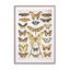 Butterflies9 Wall Art - Drawdeck